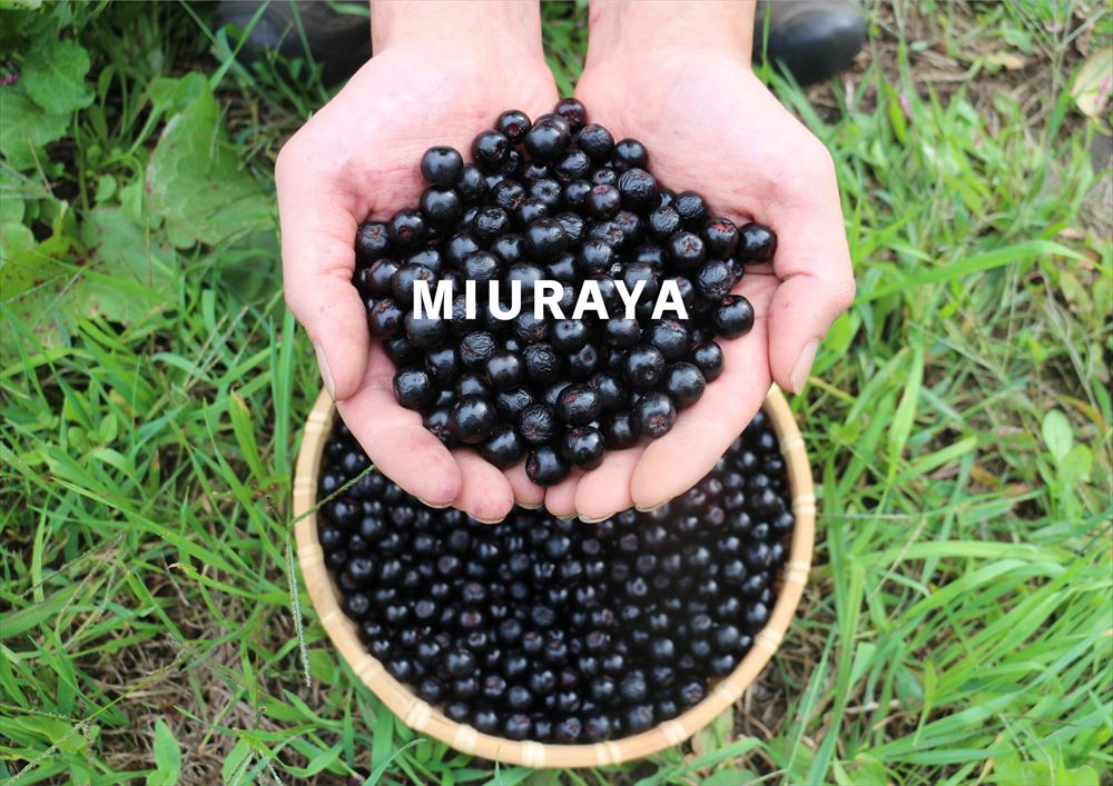 フェア】MIURAYA 小さな一粒に大きな力を持った北海道の健康小果実「アロニア」 | イベント | 代官山T-SITE |  蔦屋書店を中核とした生活提案型商業施設