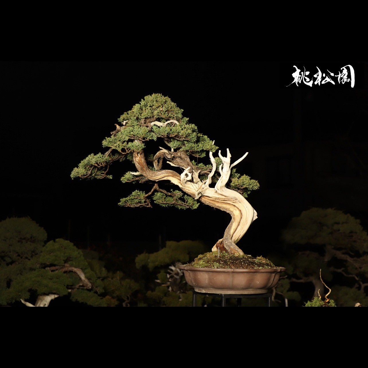 フェア＆イベント】盆栽 桃松園 POPUP | イベント | 代官山T-SITE | 蔦