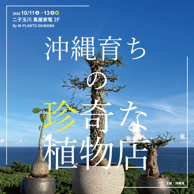 農園直送、「沖縄育ちの珍奇な植物店 by W-PLANTS」 3日間限定開催