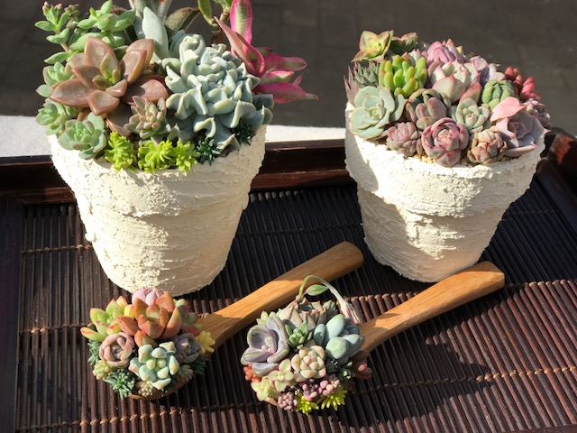 多肉植物 寄せ植え そのまま飾れる(*ˊᵕˋ*♡コーヒースプーン 多肉植物