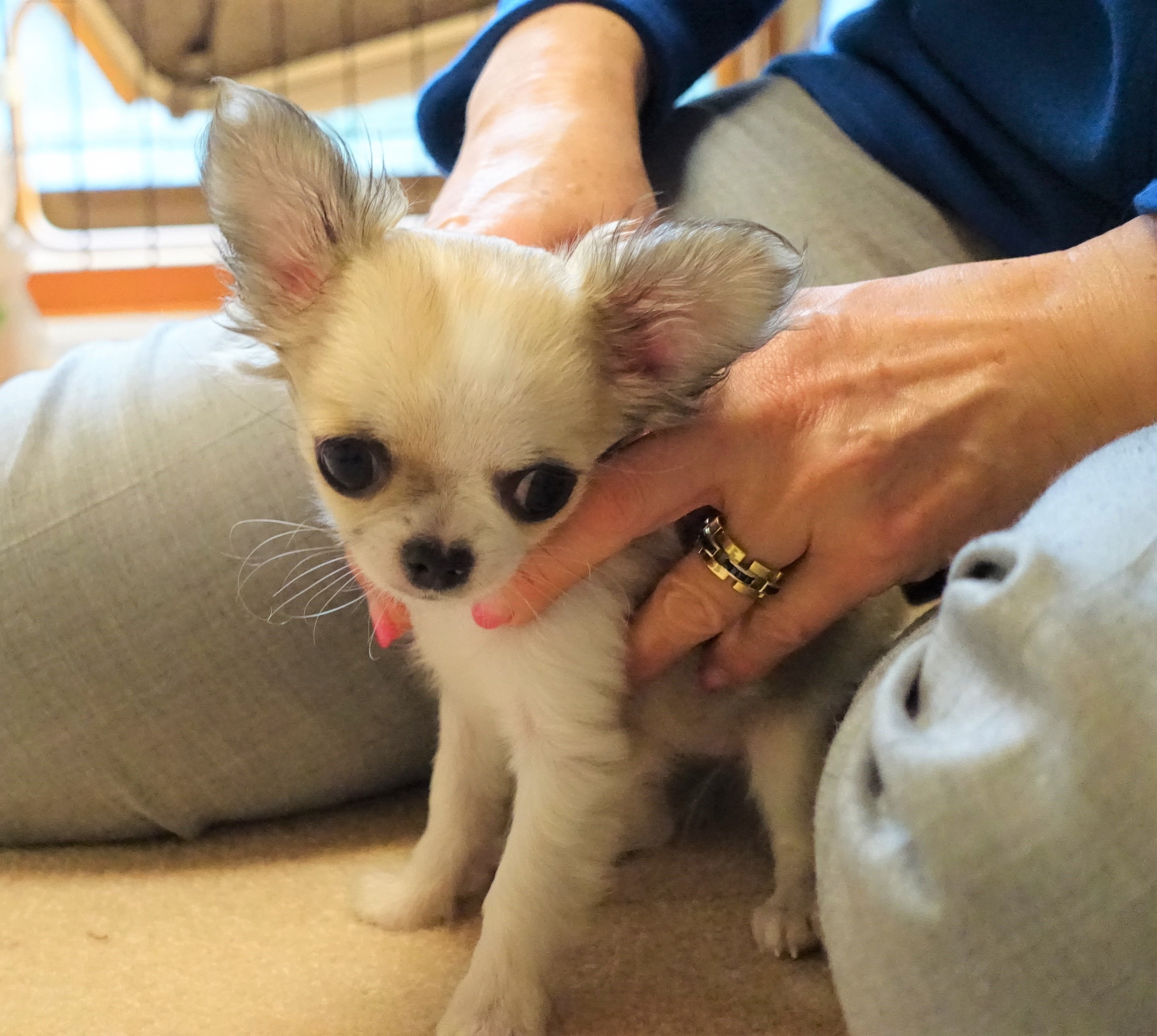 パピーにもおおすすめ テリントンtタッチで心と身体を調えよう イベント １f ドッグコミュニティサロン 年08月03日 月 柏の葉 T Site 蔦屋書店を中核とした生活提案型商業施設