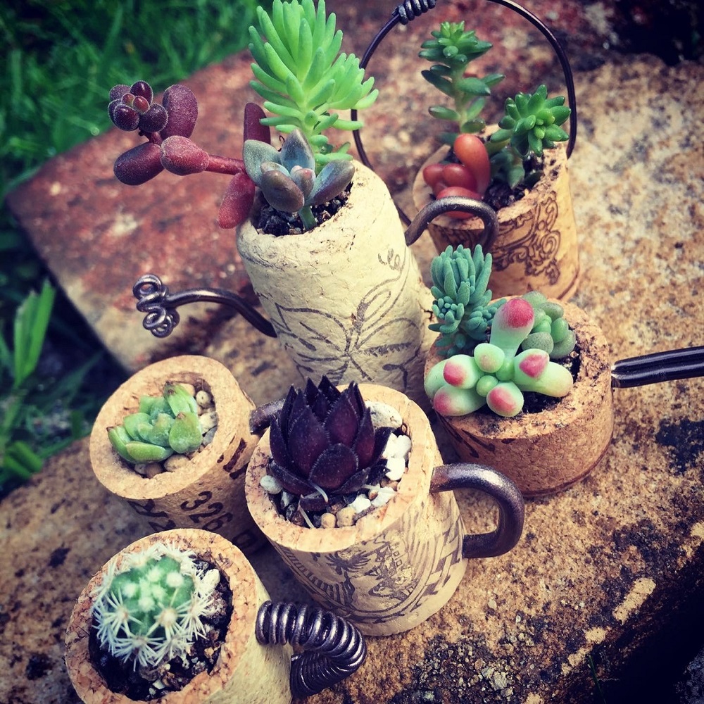 Mikke 多肉植物 身近なものでアップサイクル イベント 2f 柏の葉ラウンジ 21年06月07日 月 柏の葉 T Site 蔦屋書店を中核とした生活提案型商業施設