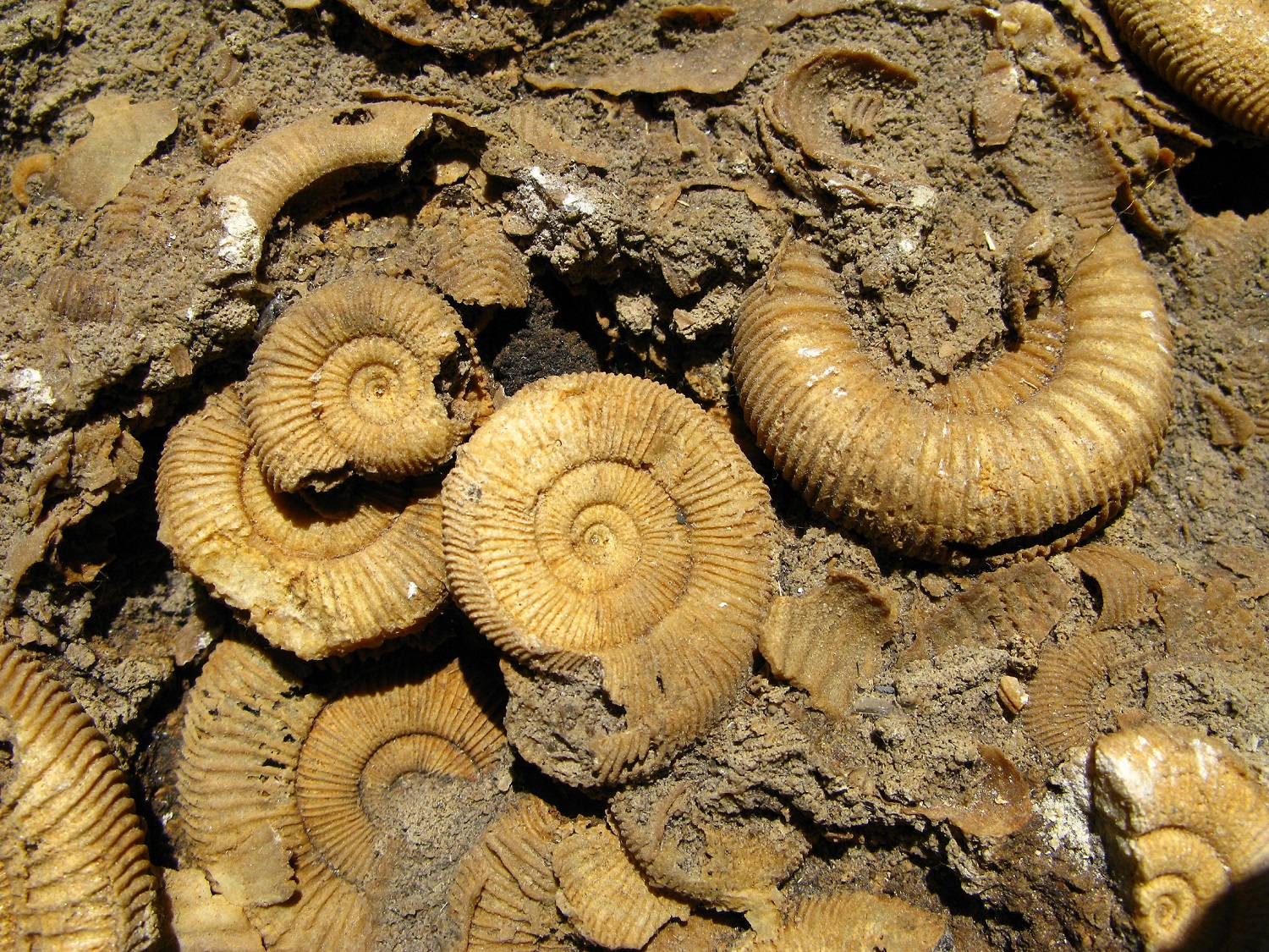 恐竜 アンモナイト 8点 三葉虫 化石 （フェア】化石に学ぶ 大むかしの  