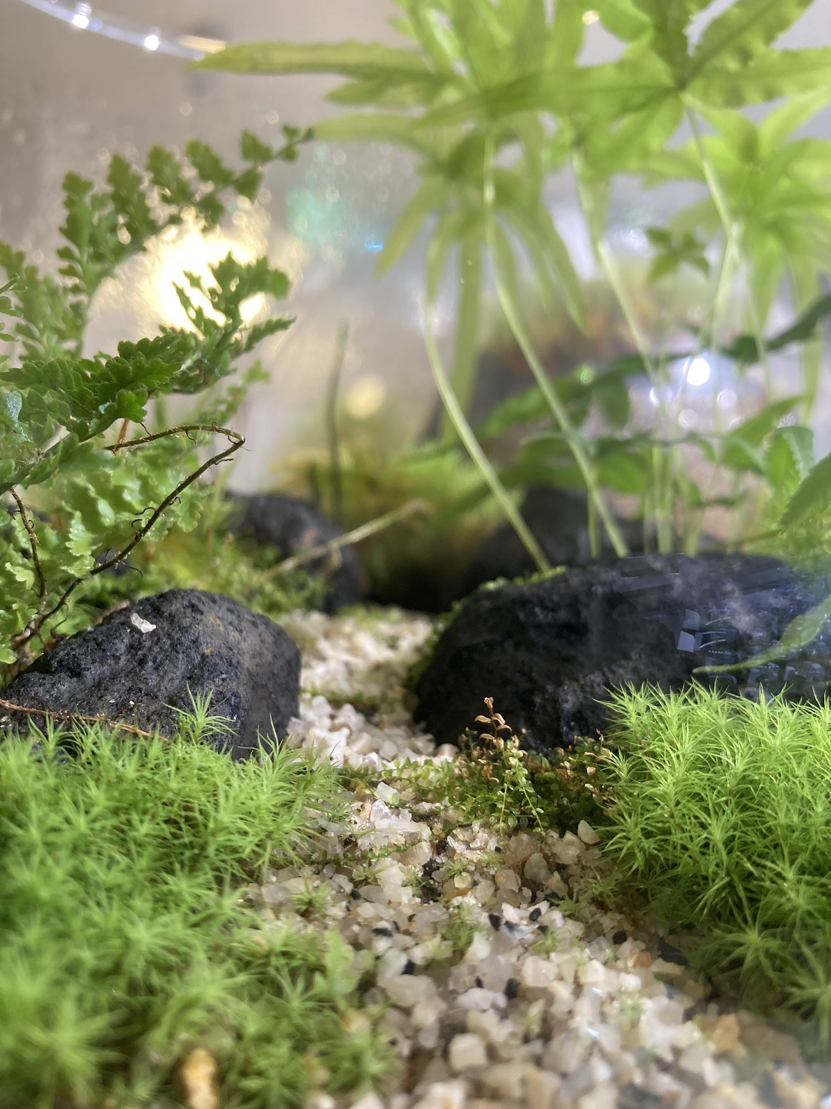 フェア】苔テラリウムの世界 Terrariums POP UP SHOP | イベント
