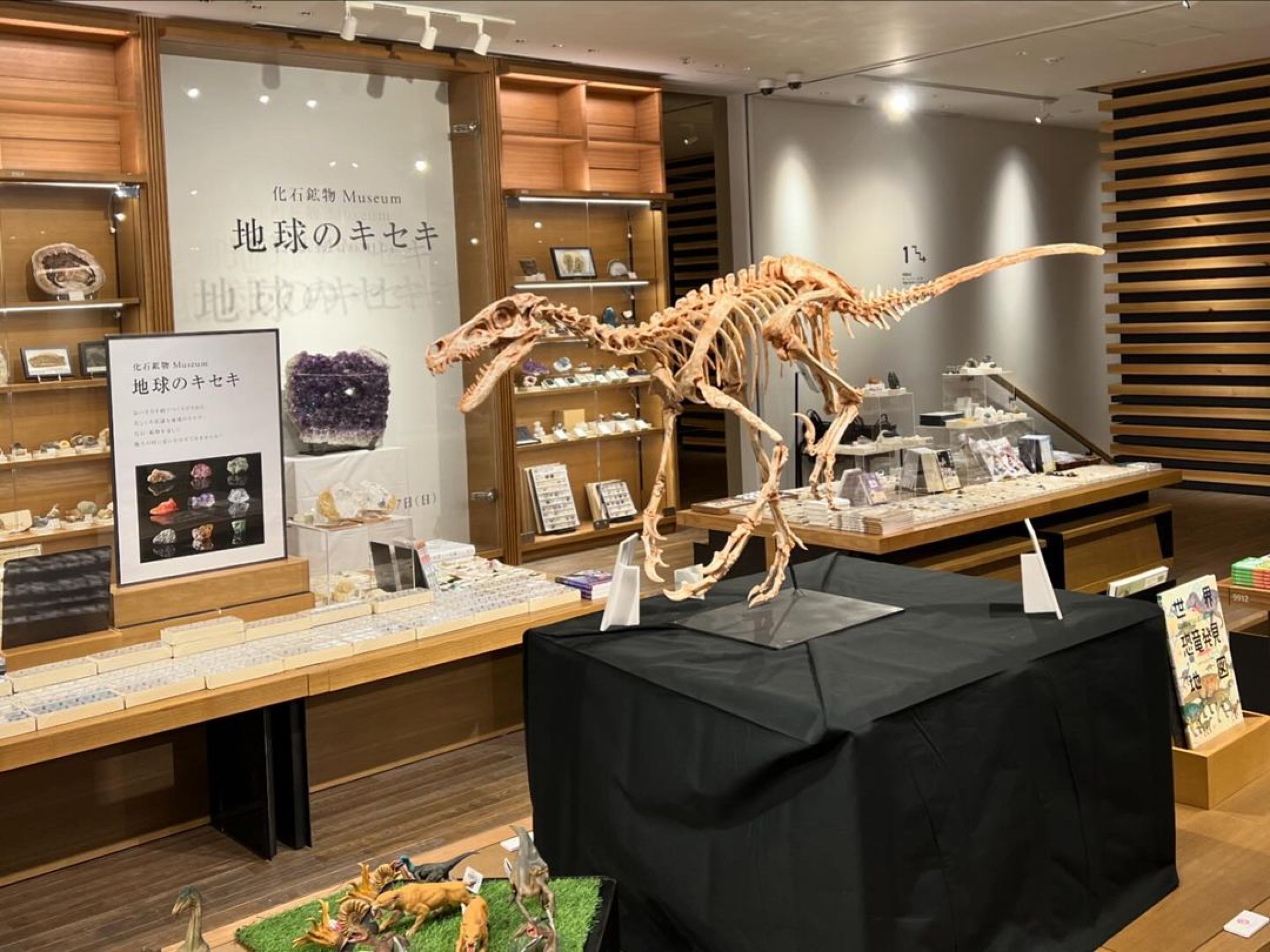 キッズフェア】化石鉱物 Museum 地球のキセキ | イベント | 奈良 蔦屋書店 | 蔦屋書店を中核とした生活提案型商業施設