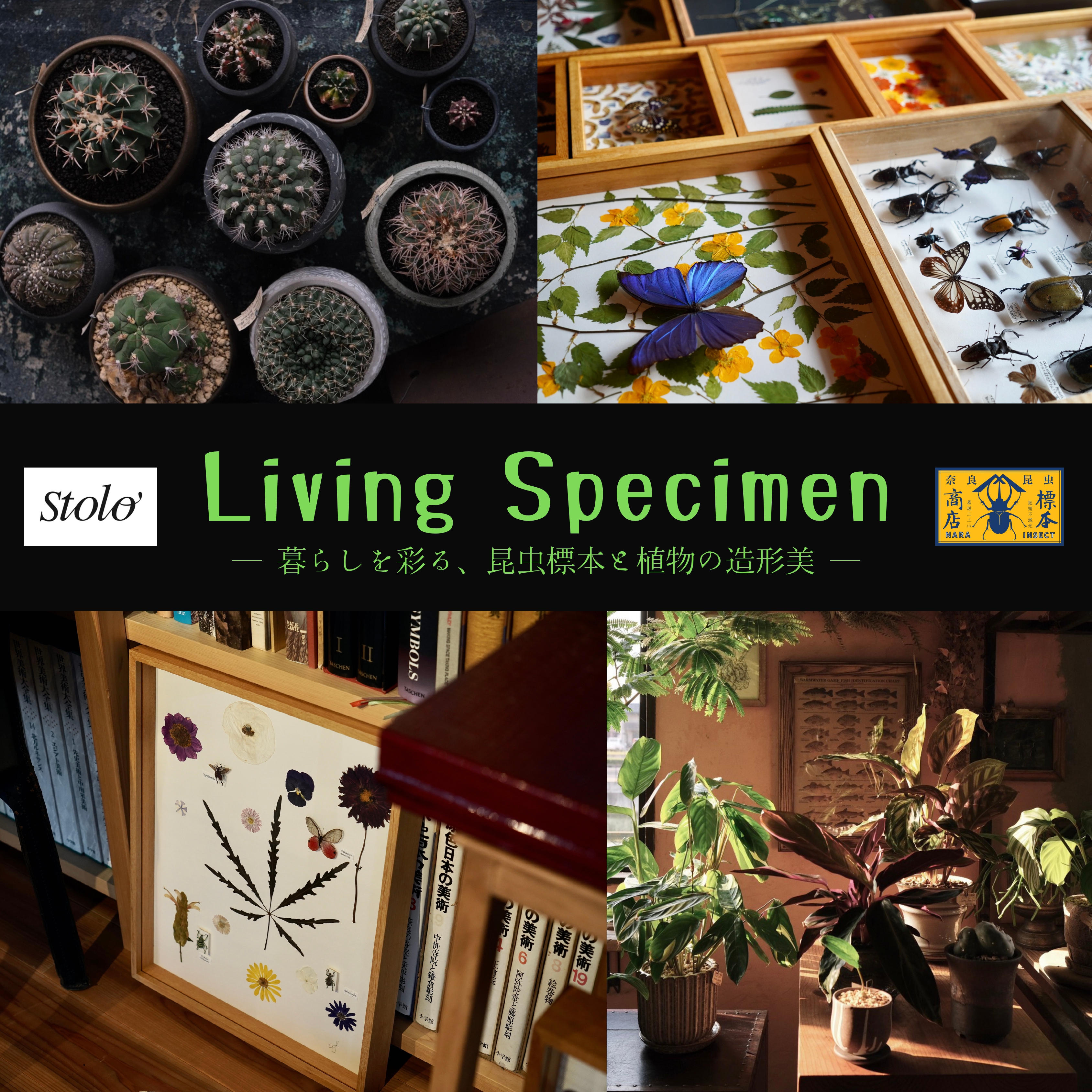 フェア】Living Specimen －暮らしを彩る、昆虫標本と植物の造形美