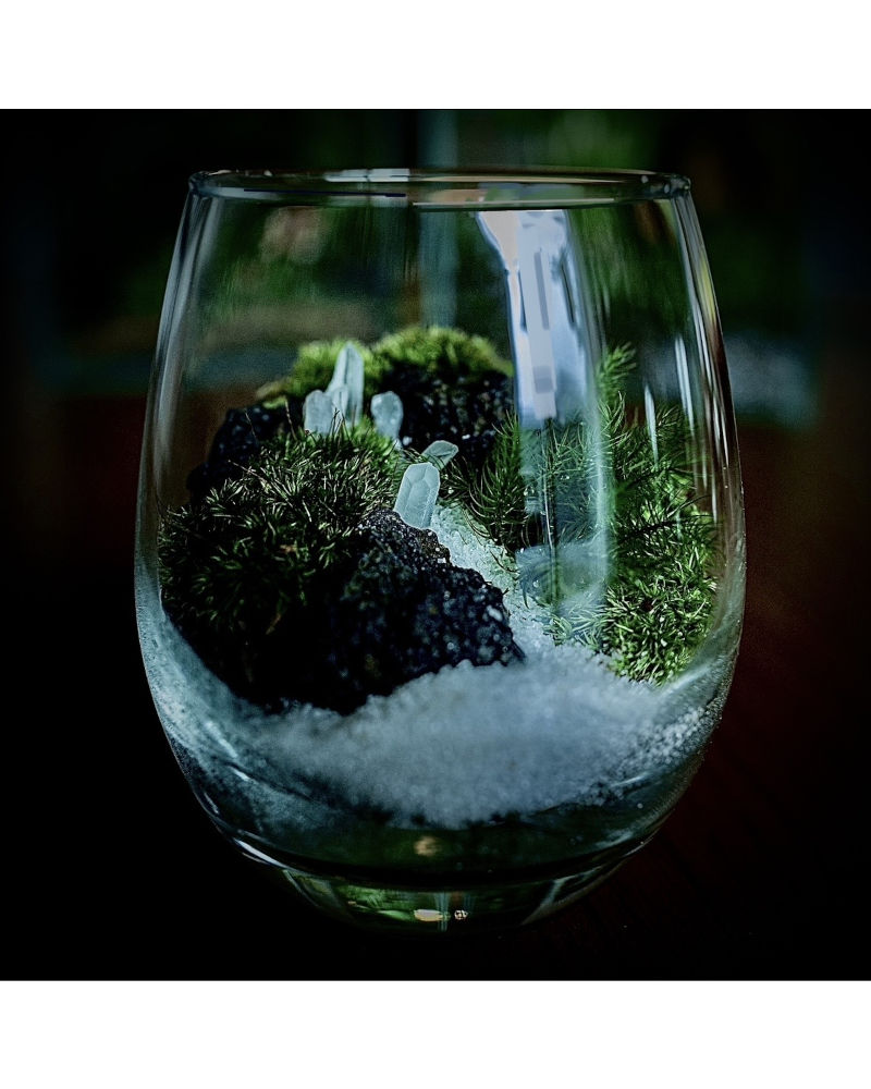 苔テラリウム