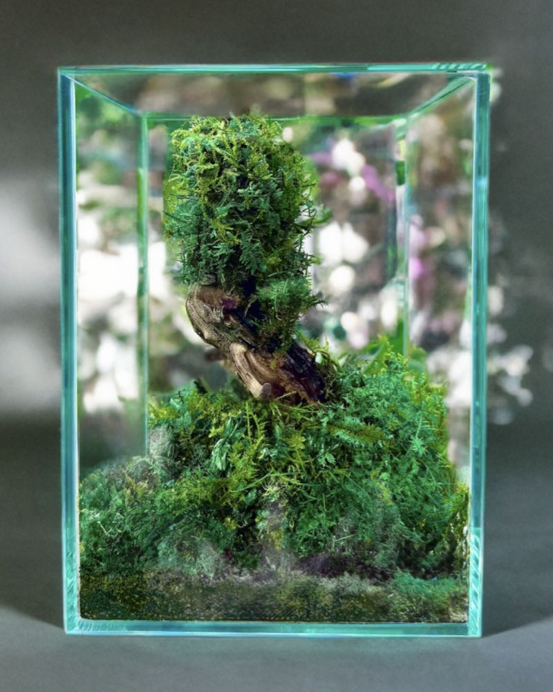 苔テラリウム