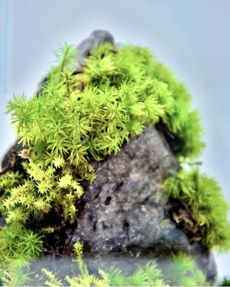 苔テラリウム