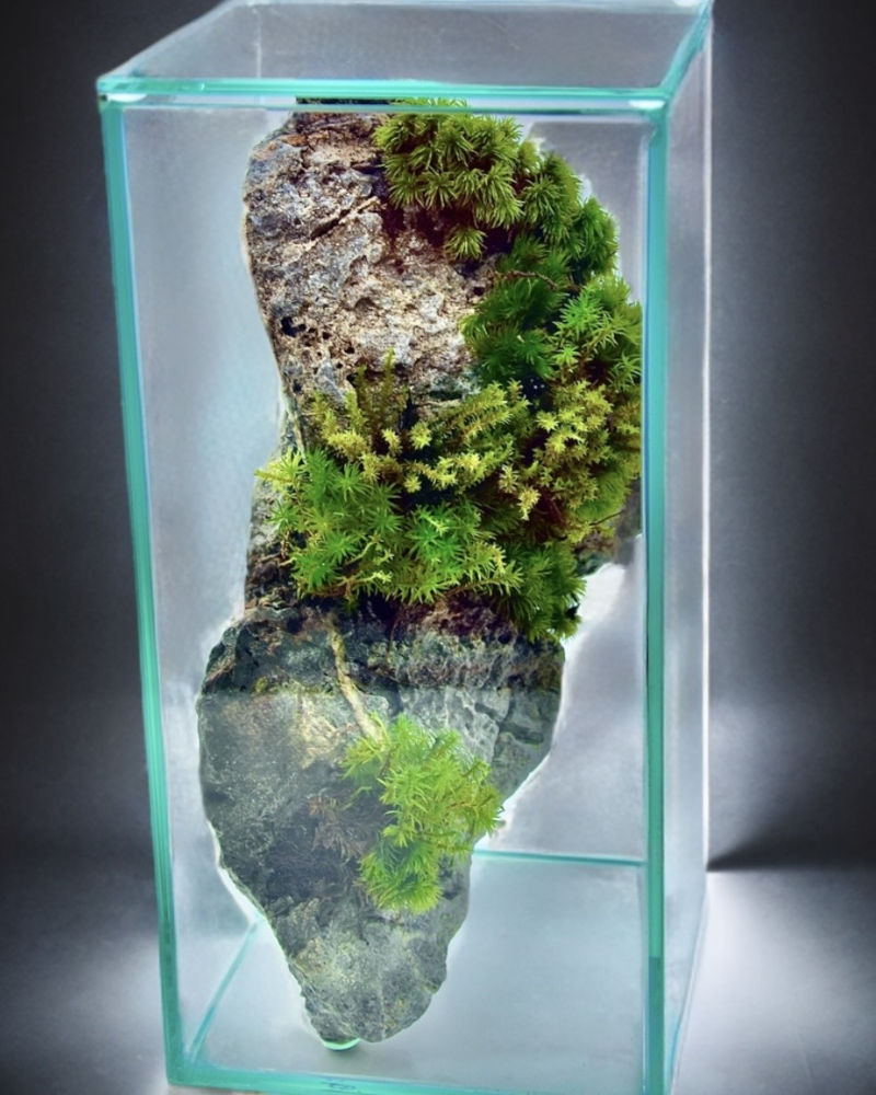 苔テラリウム