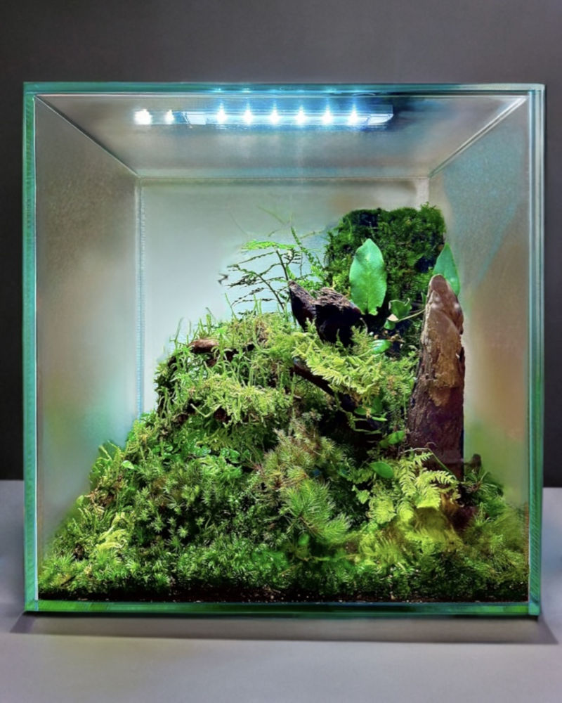 Vesmir 苔テラリウム | イベント | 湘南T-SITE | 蔦屋書店を中核とした
