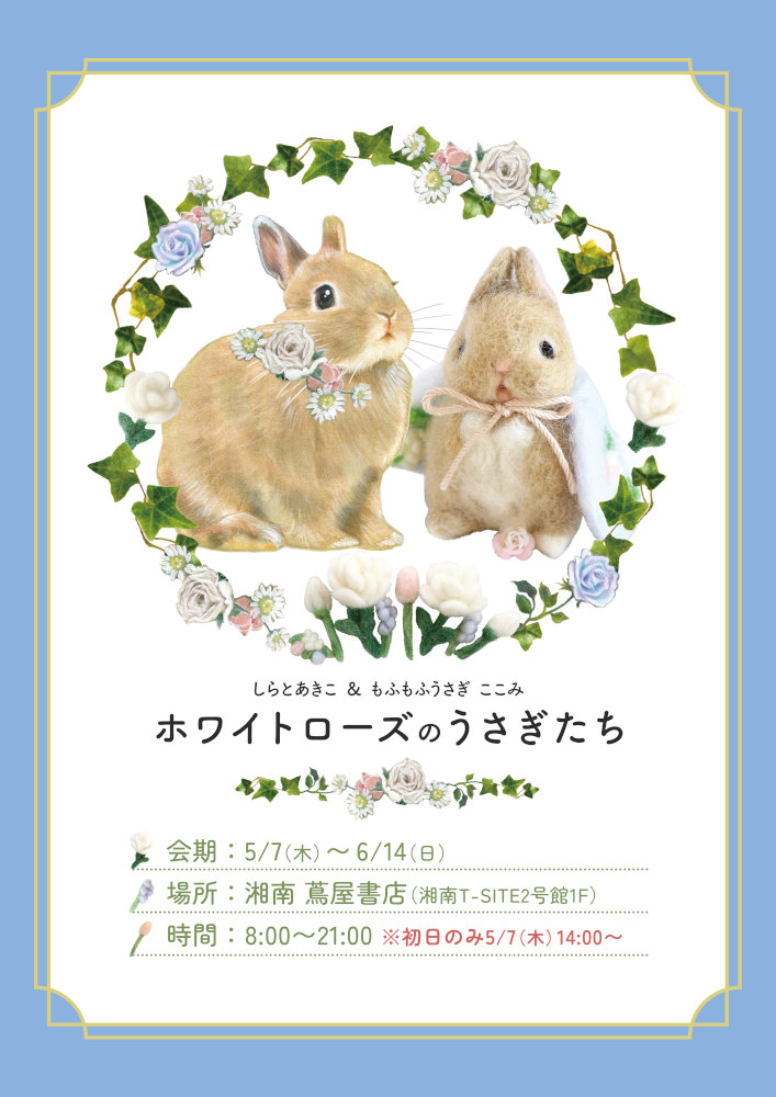 しらとあきこ＆もふもふうさぎ ここみ 「ホワイトローズのうさぎたち