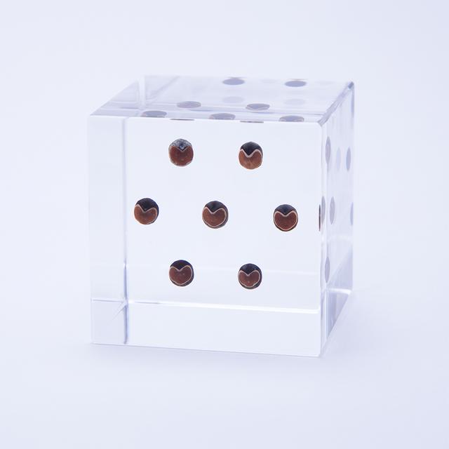 フウセンカズラ　Sola cube