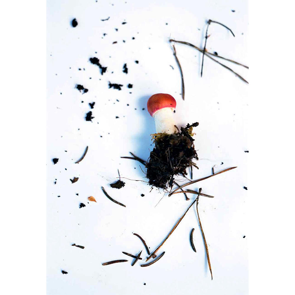 【プリント付特装本】Symphony　その森の子供　mushrooms from the forest　ホンマタカシ　写真集