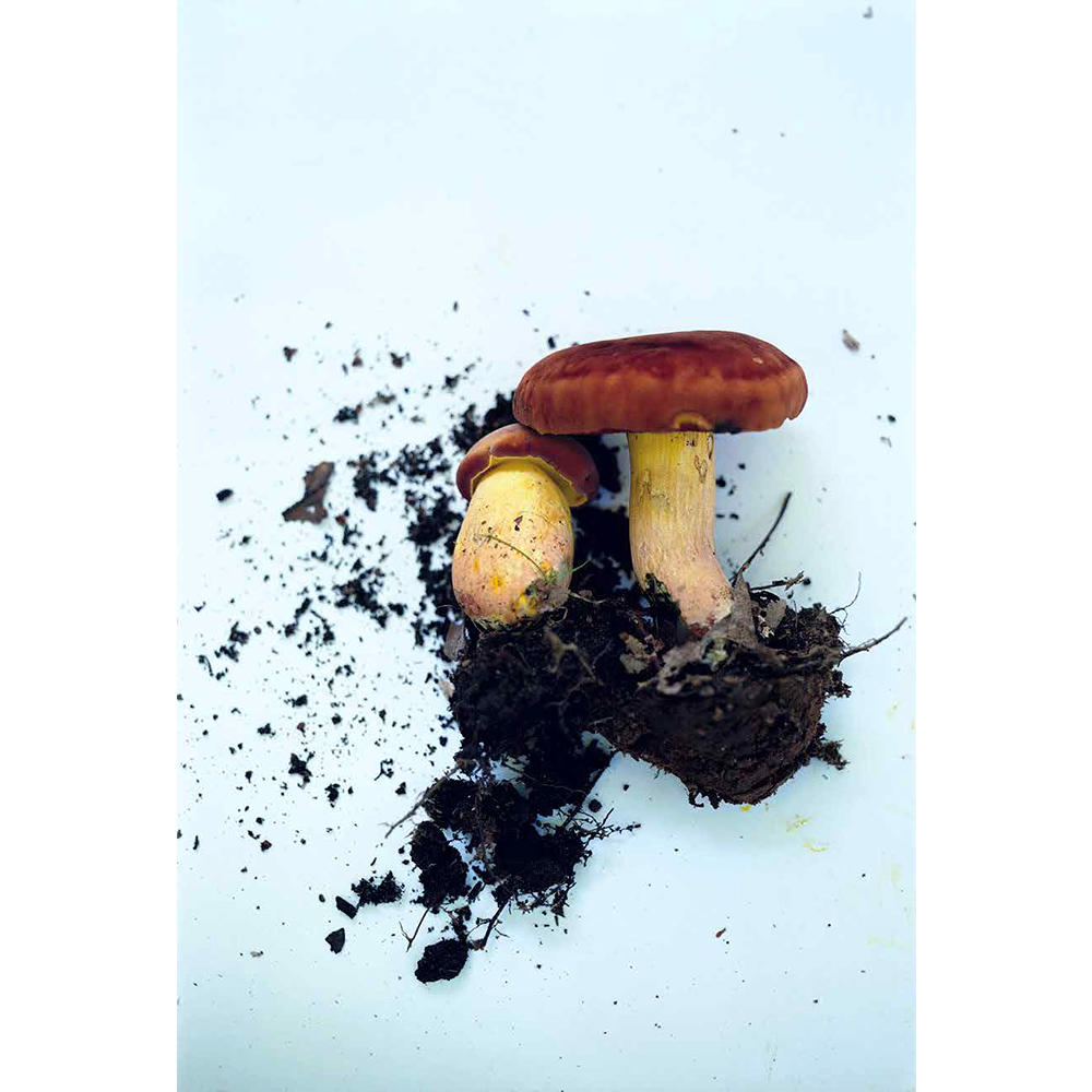 【プリント付特装本】Symphony　その森の子供　mushrooms from the forest　ホンマタカシ　写真集