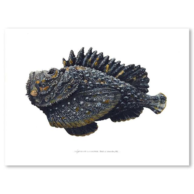 オニダルマオコゼ 原画作品 かわさきしゅんいち かわさきしゅんいち の商品詳細 蔦屋書店オンラインストア