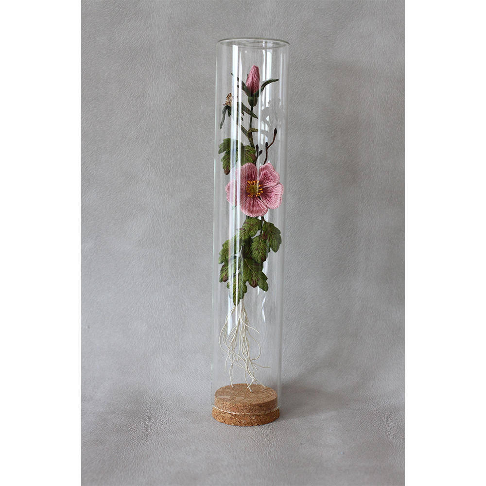 【PieniSieni】8_ロサカニナ・ガラスケース小