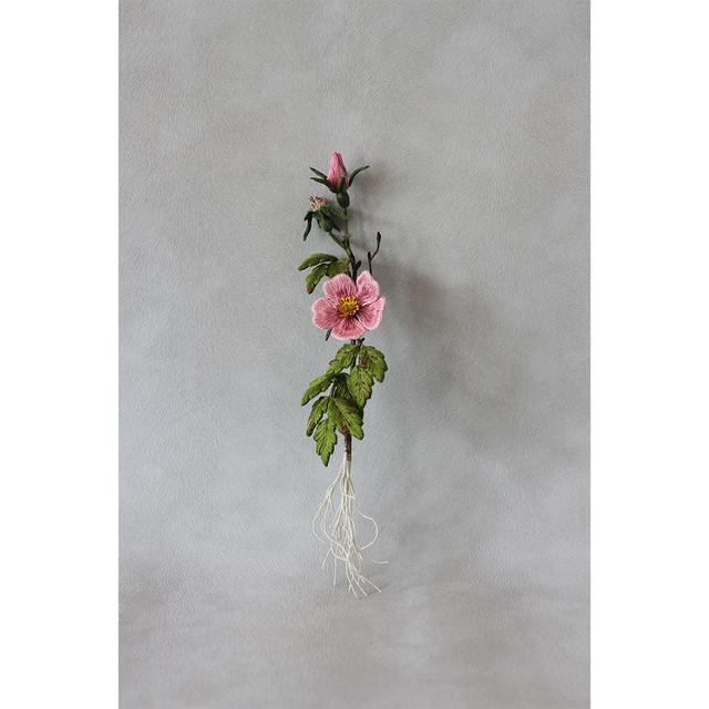 【PieniSieni】8_ロサカニナ・ガラスケース小