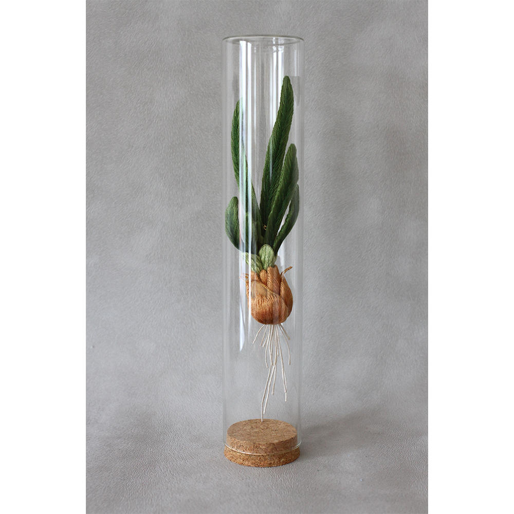 【PieniSieni】52_芽と根が出たタマネギ・ガラスケース