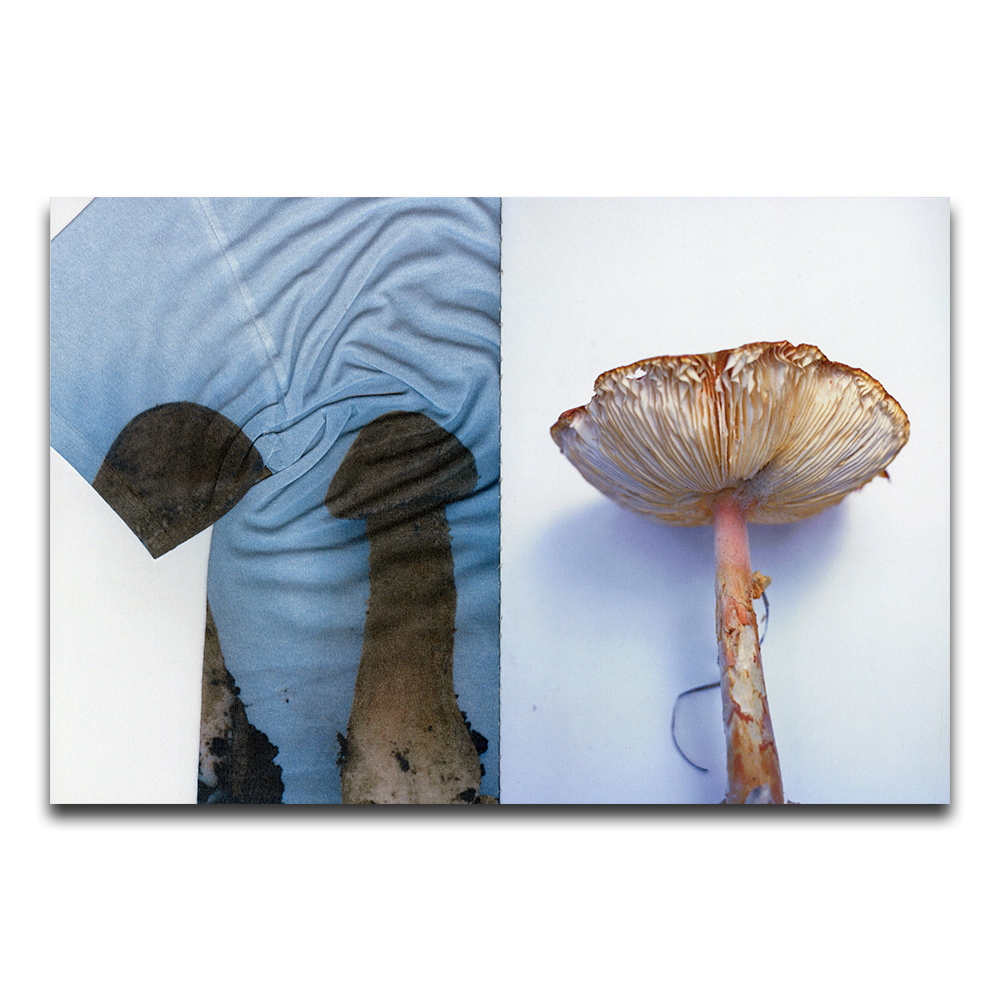 【Treelikeswater】Mushrooms From The Forest by Takashi Homma ホンマタカシ 写真集（ZINE）