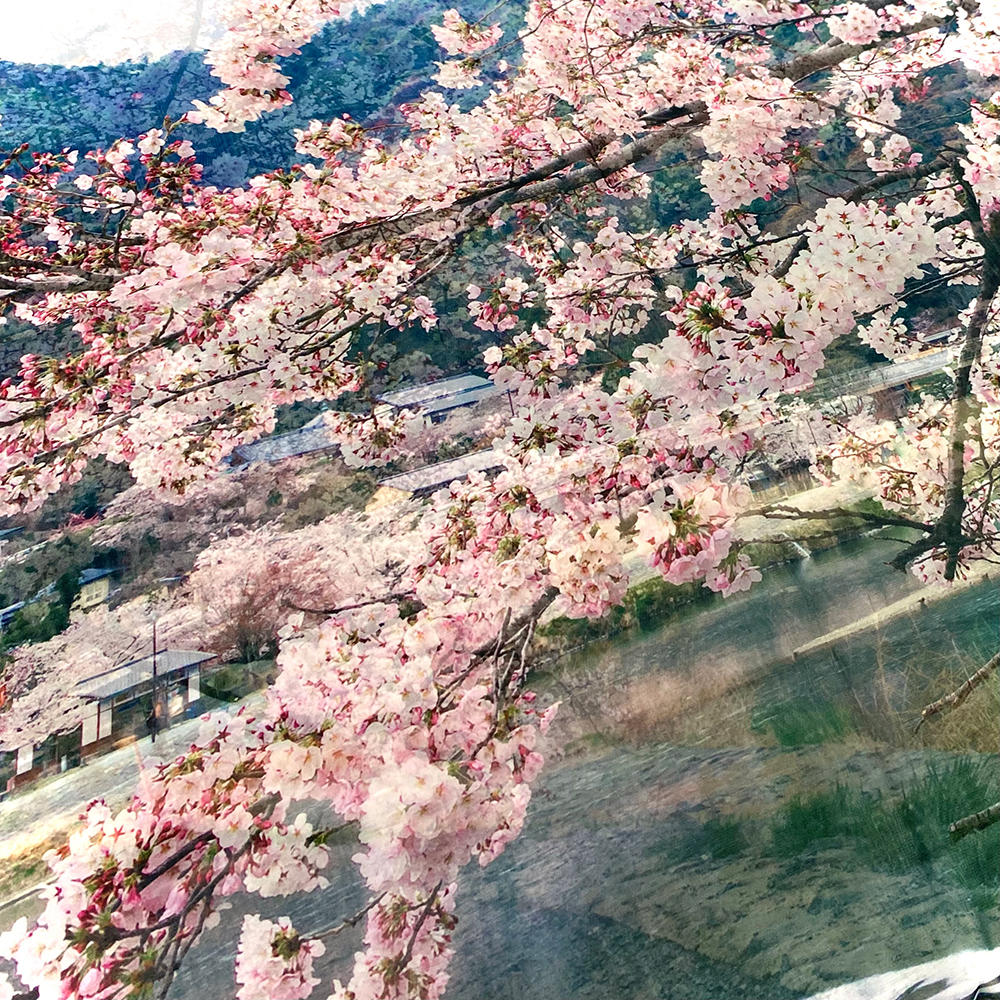 スカーフ｜桜匂う　嵐山（写真：水野克比古）.