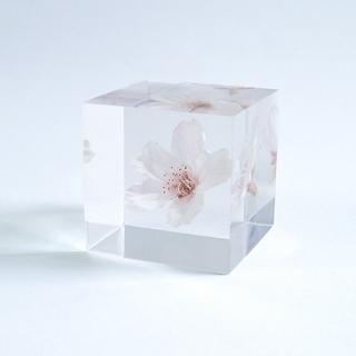 Sola cube　ソメイヨシノ