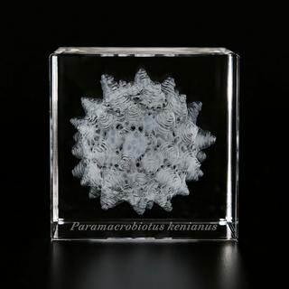 Sola cube Micro クマムシの卵