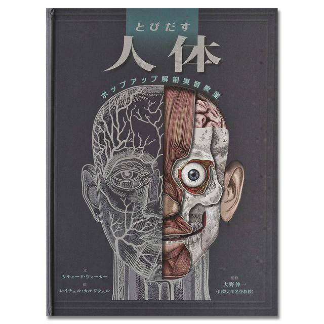 とびだす人体　ポップアップ解剖実習教室　(とびだし・めくり) .