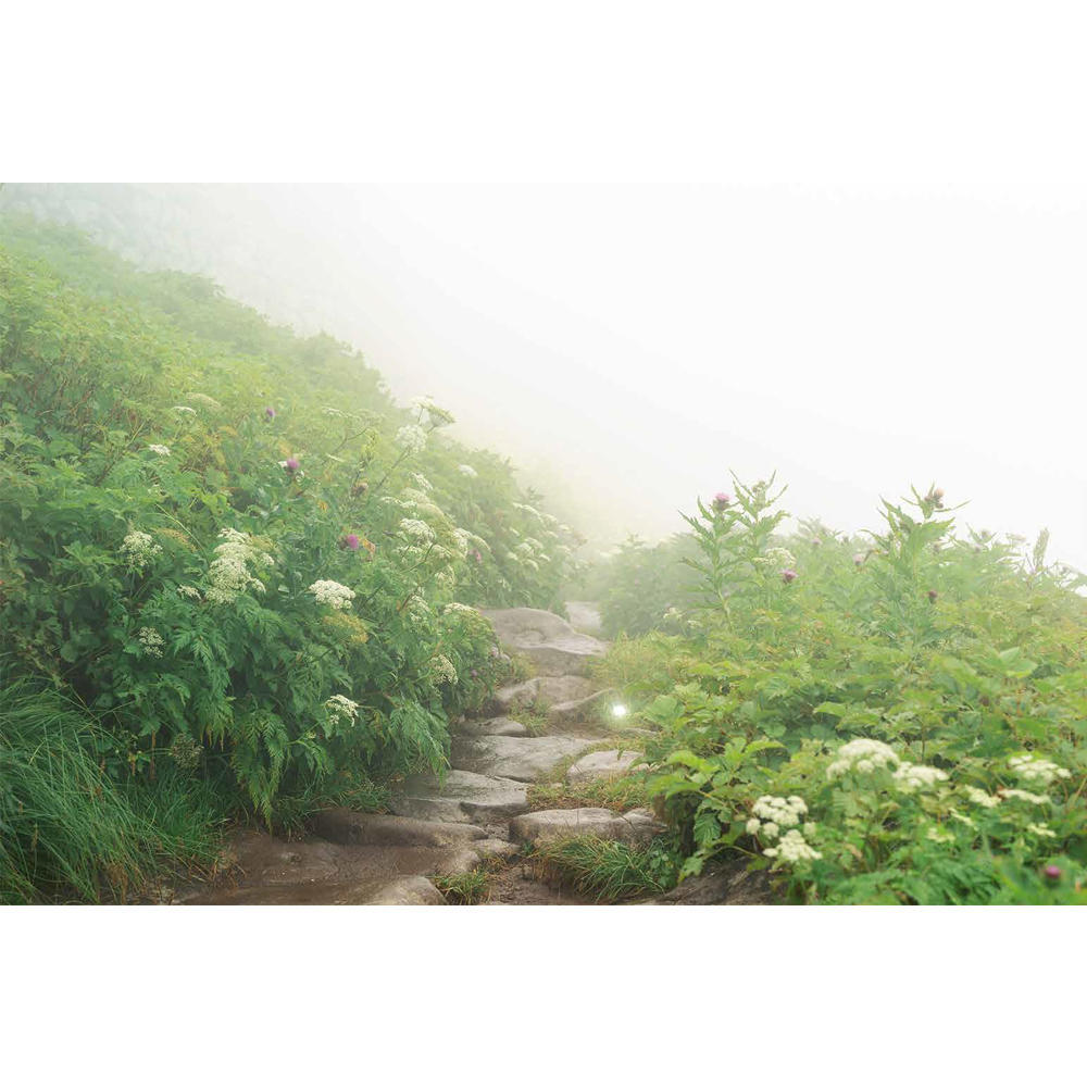 清水朝子：Finding A Pearly Light