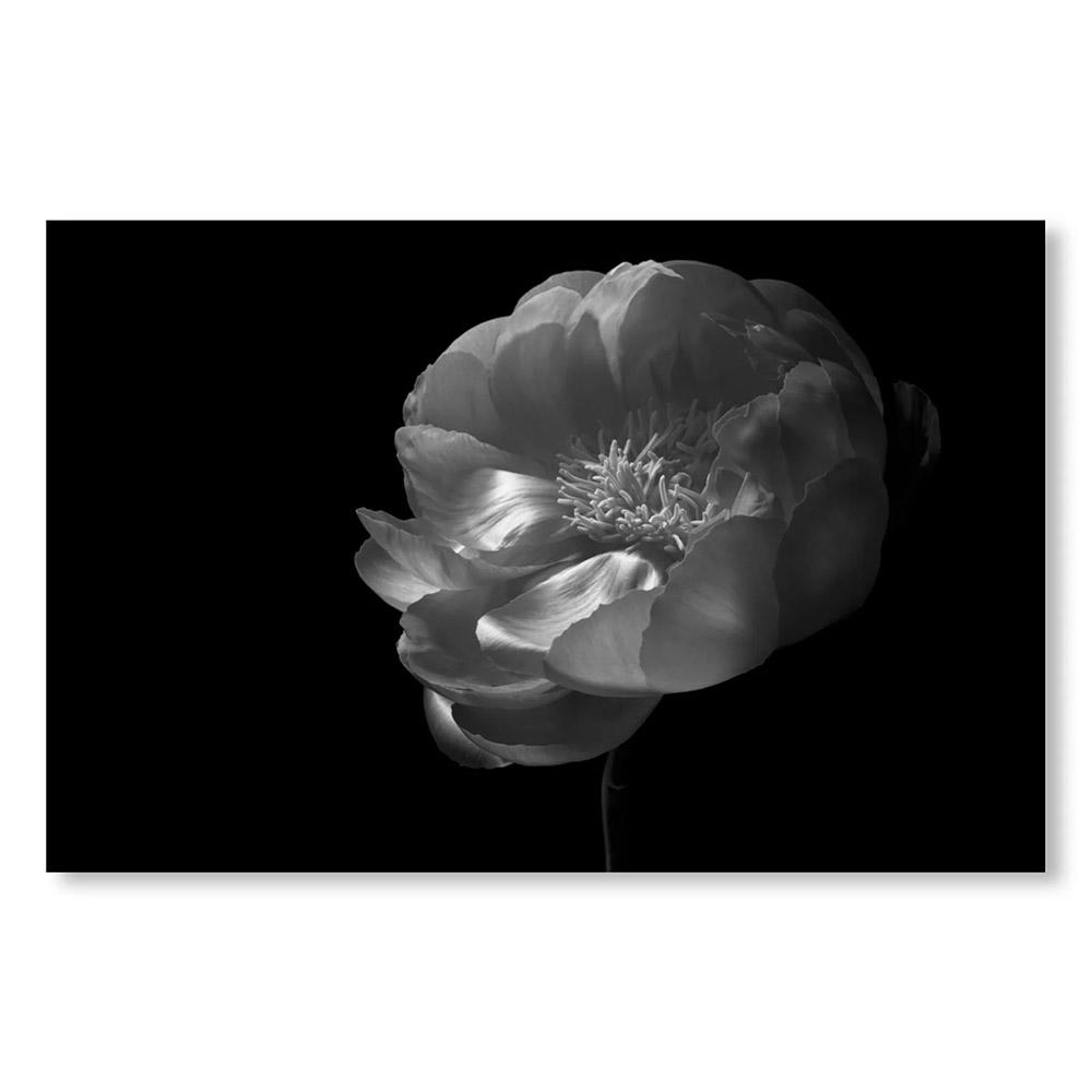 【1000部限定】MONO NO AWARE・BEAUTY OF IMPERMANENCE by Kenro Izu（井津建郎）　写真集