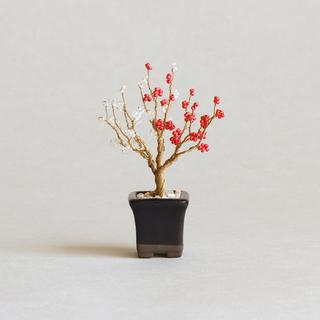 ネジッテBONSAIキット　梅