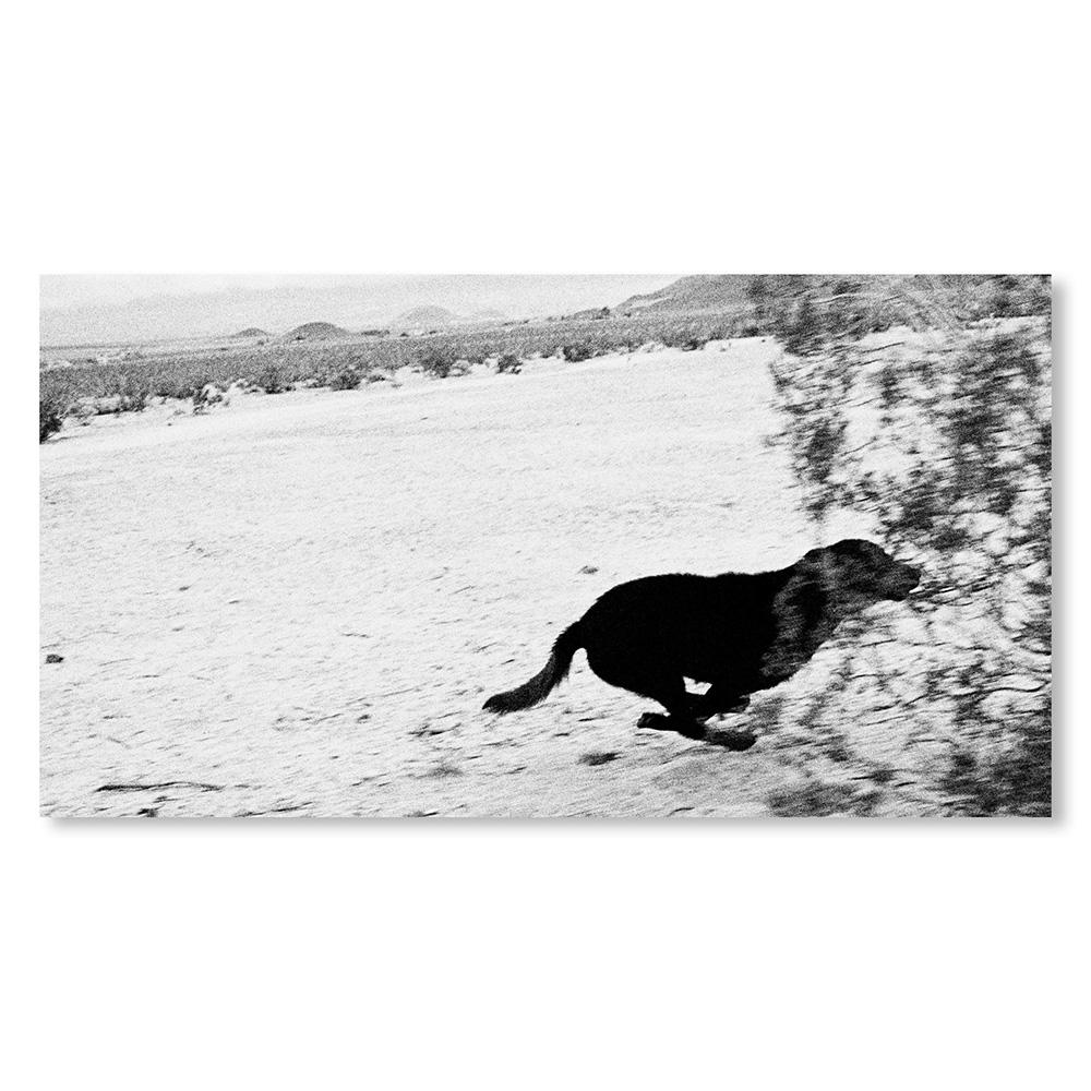 【REMASTERED EDITION／1000部限定】DOGS CHASING MY CAR IN THE DESERT by John Divola（ジョン・ディヴォラ） 写真集