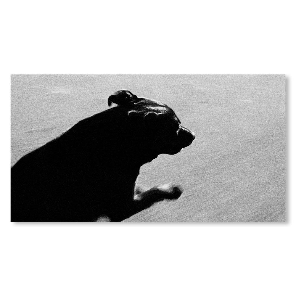 【REMASTERED EDITION／1000部限定】DOGS CHASING MY CAR IN THE DESERT by John Divola（ジョン・ディヴォラ） 写真集