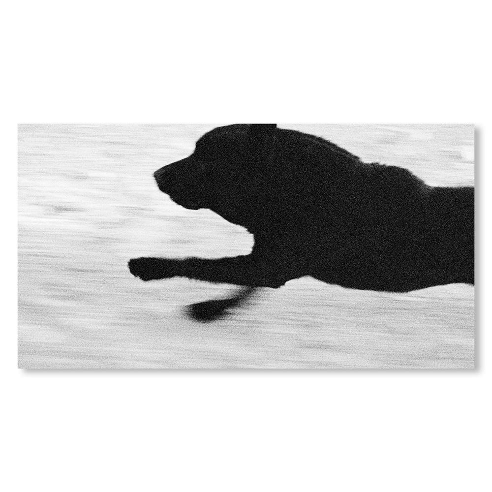 【REMASTERED EDITION／1000部限定】DOGS CHASING MY CAR IN THE DESERT by John Divola（ジョン・ディヴォラ） 写真集