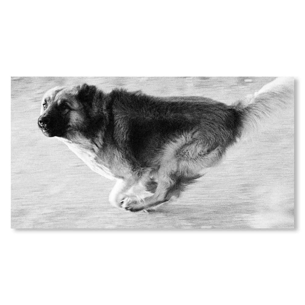 【REMASTERED EDITION／1000部限定】DOGS CHASING MY CAR IN THE DESERT by John Divola（ジョン・ディヴォラ） 写真集