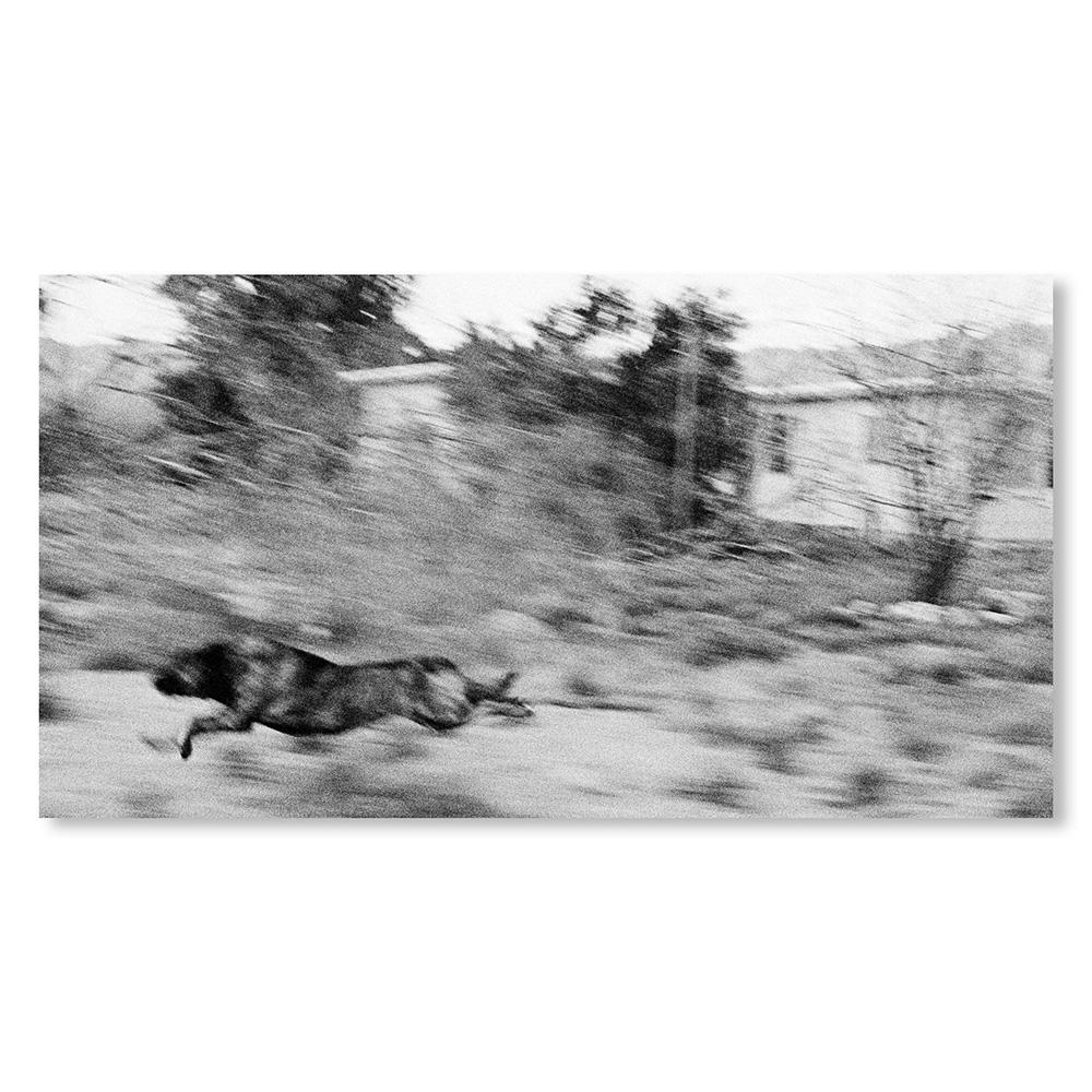 【REMASTERED EDITION／1000部限定】DOGS CHASING MY CAR IN THE DESERT by John Divola（ジョン・ディヴォラ） 写真集