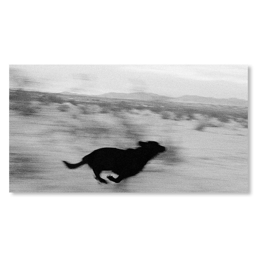 【REMASTERED EDITION／1000部限定】DOGS CHASING MY CAR IN THE DESERT by John Divola（ジョン・ディヴォラ） 写真集