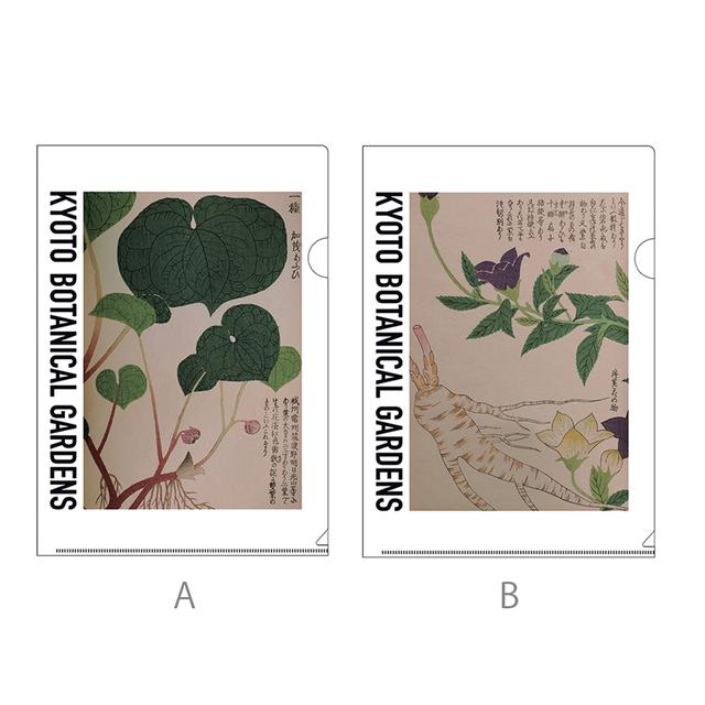 京都府立植物園 大森文庫 クリアファイル各種