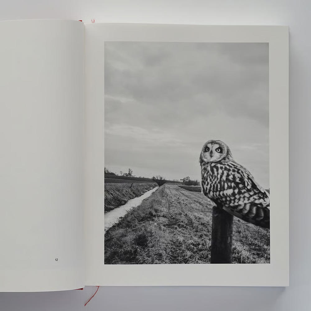 The Pillar スティーブン・ギル Stephen Gill Amazon.co.jp: Stephen Gill スティーブンギル プリント The