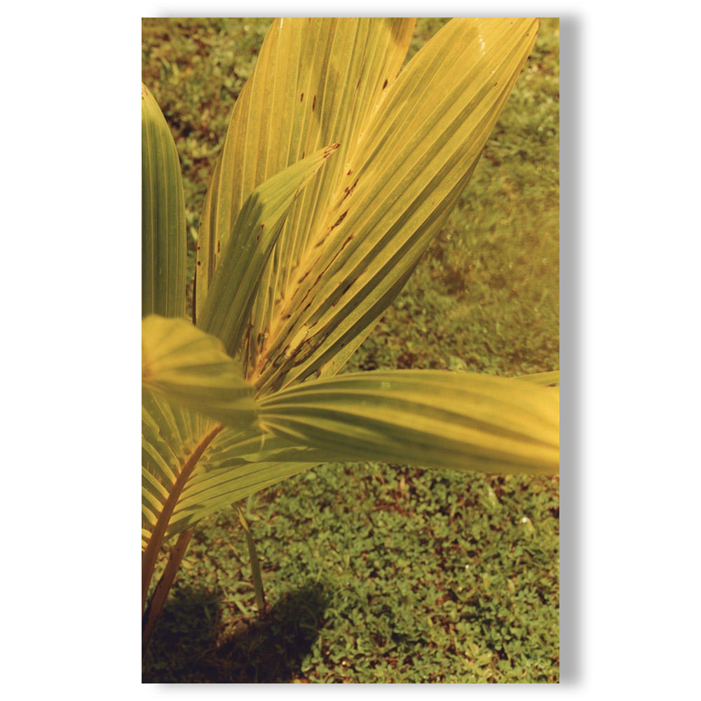 【著者サイン入り】佐内正史写真集「Strong memory」擬態屋2ndアルバム「Strong memory」