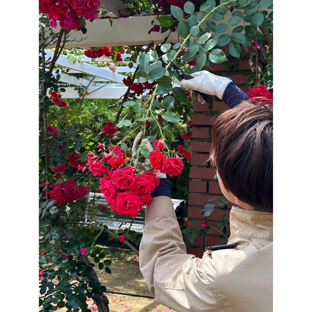 京都府立植物園 アロマストーン 薔薇