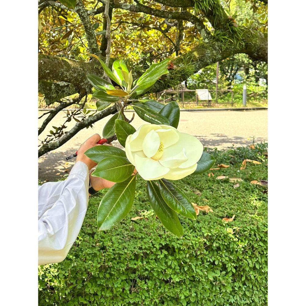 京都府立植物園 アロマストーン タイサンボク