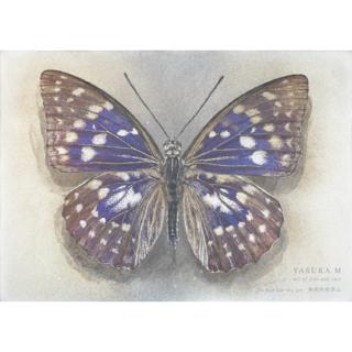 【額装原画】YASUKA.M　山藤　※2026年１月下旬頃のお届け予定