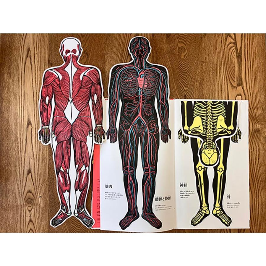 『めくれる！しかけ図鑑絵本 にんげんのからだ』ジョエル・ジョリヴェ (イラスト), 稲葉俊郎 (監修)アノニマ・スタジオ