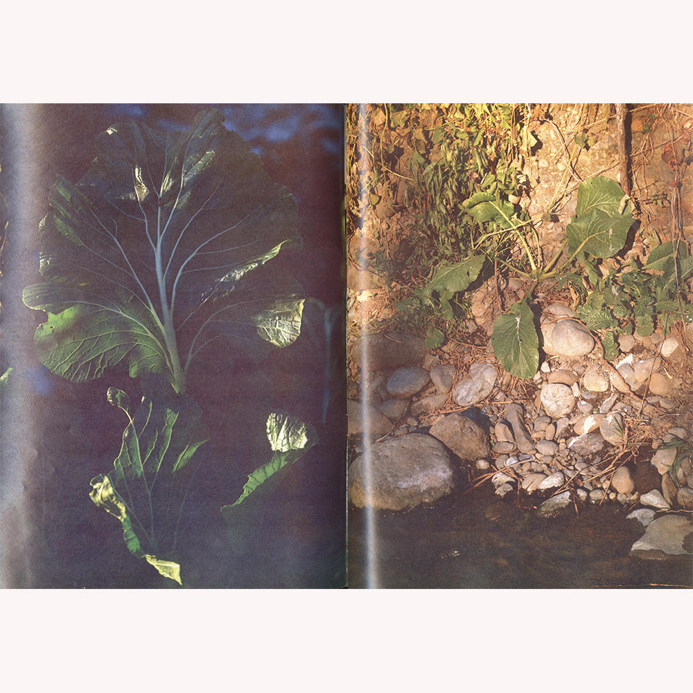 『植物、多摩川中流域、冬』 横田大輔　写真集