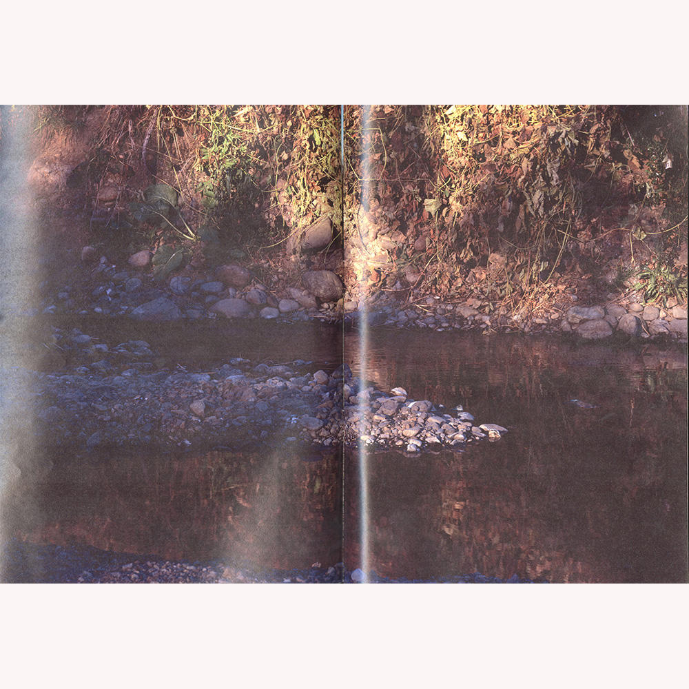 『植物、多摩川中流域、冬』 横田大輔　写真集