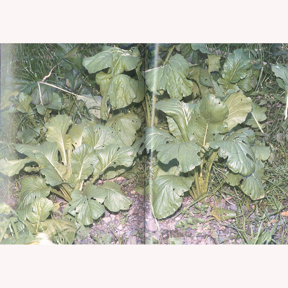 『植物、多摩川中流域、冬』 横田大輔　写真集