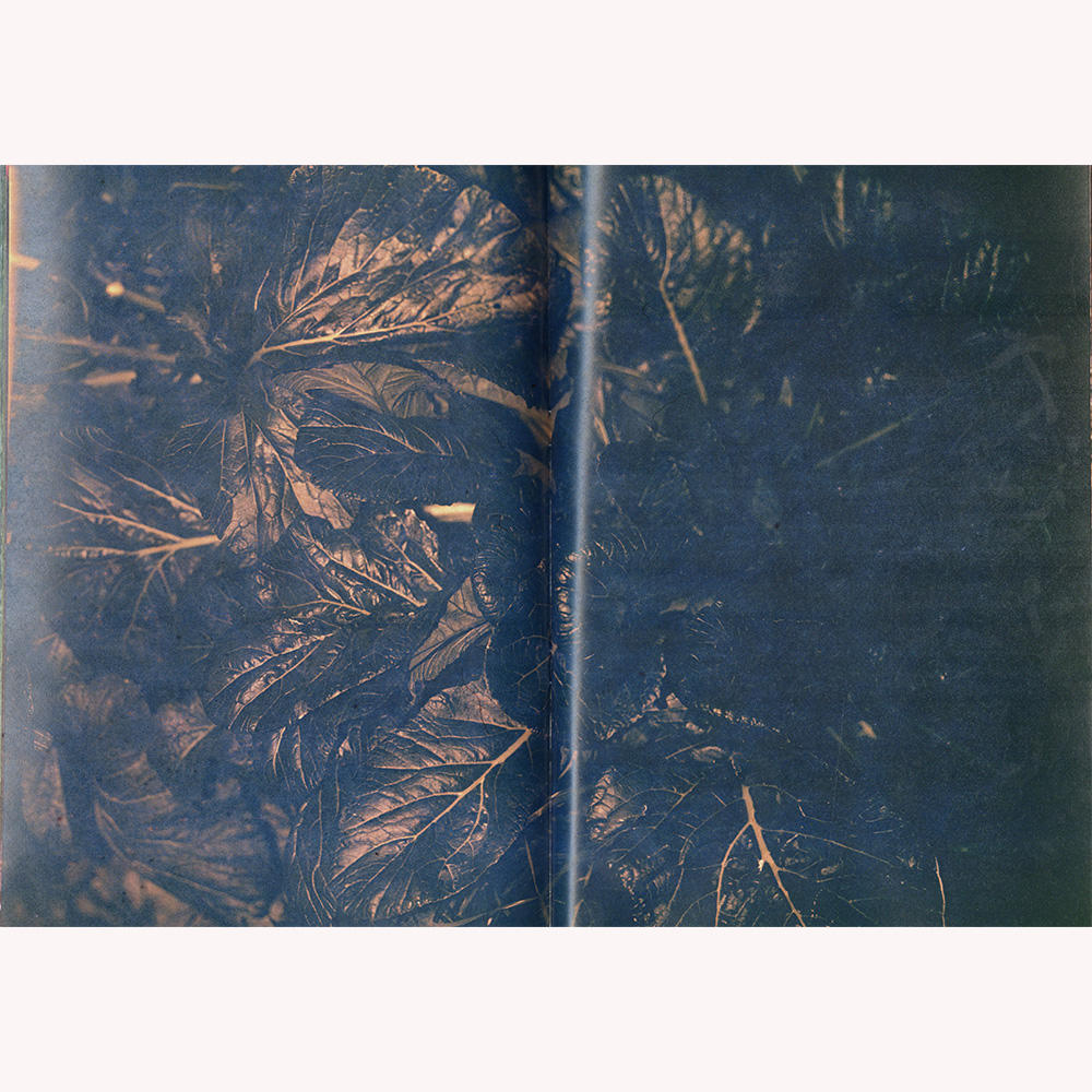 『植物、多摩川中流域、冬』 横田大輔　写真集