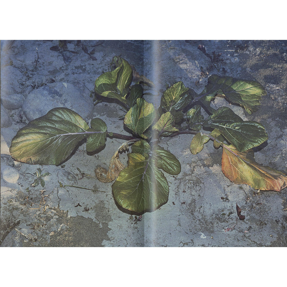 『植物、多摩川中流域、冬』 横田大輔　写真集