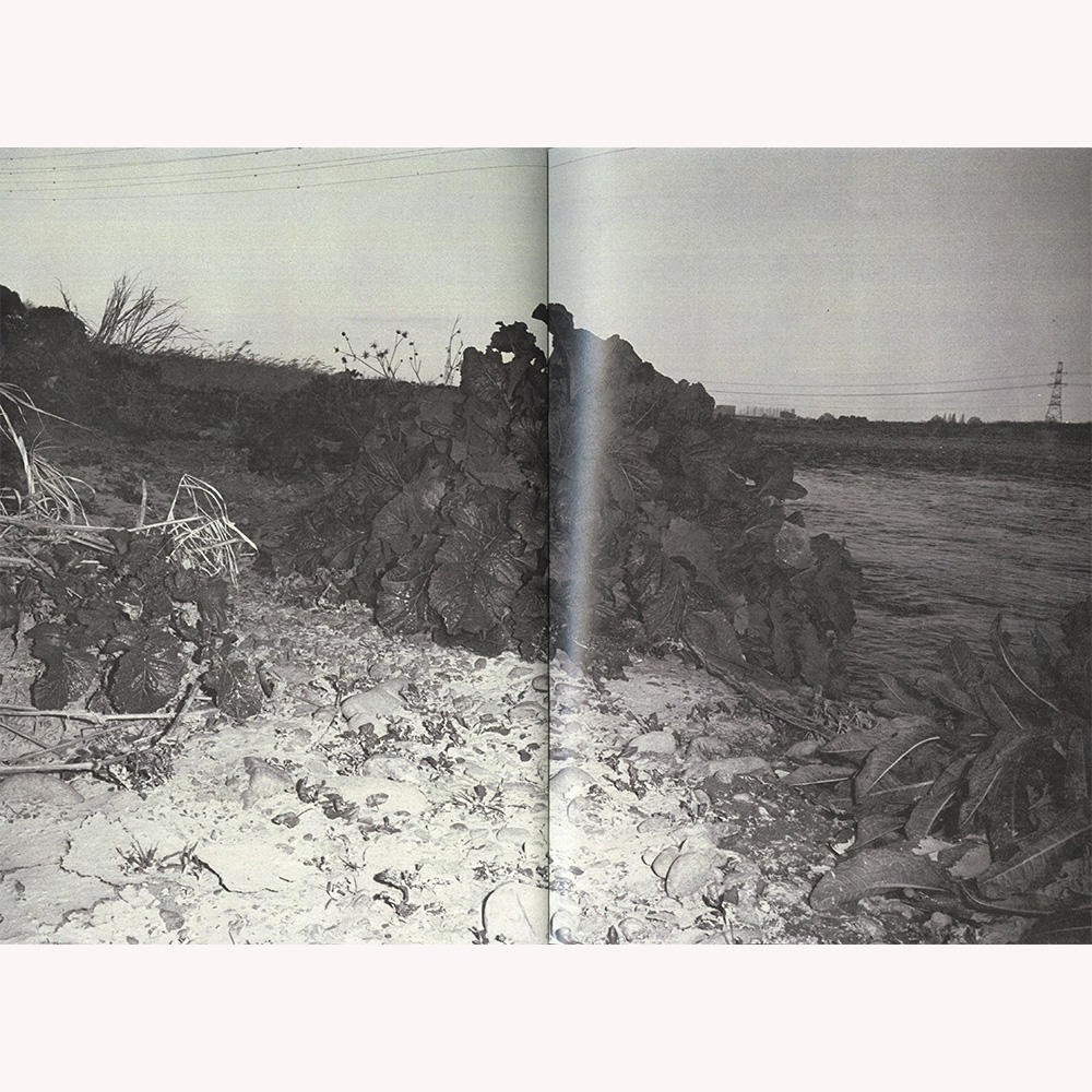 『植物、多摩川中流域、冬』 横田大輔　写真集